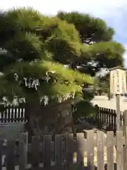 四天王寺の自然