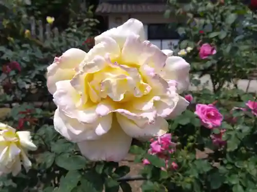 松尾寺(奈良県)