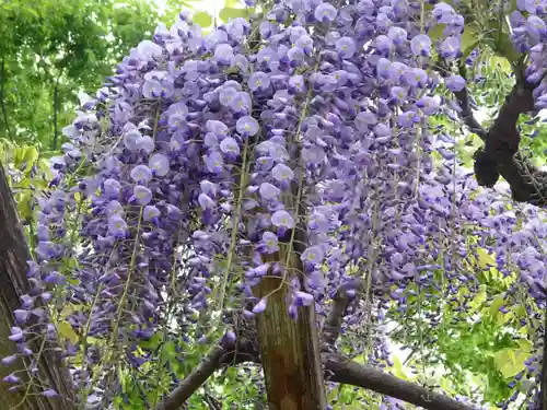 立志神社の自然