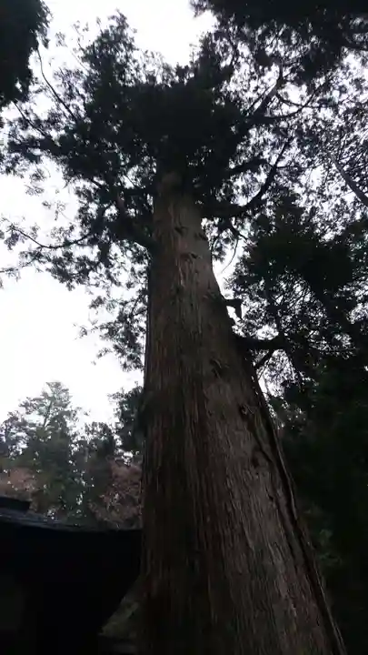 日枝神社の自然