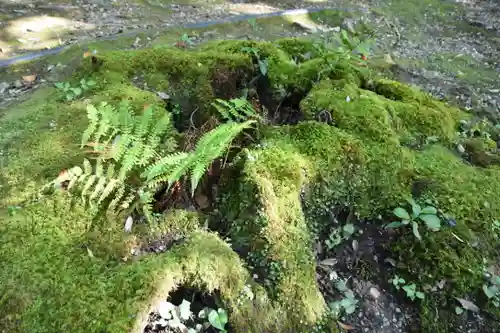 出雲大神宮の自然