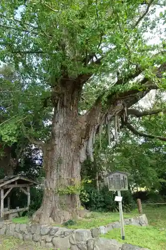 國分寺（国分寺）の自然
