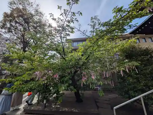 桜神宮(東京都)