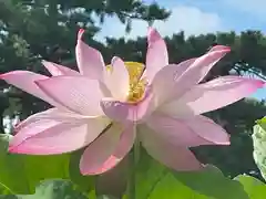 白山神社(新潟県)