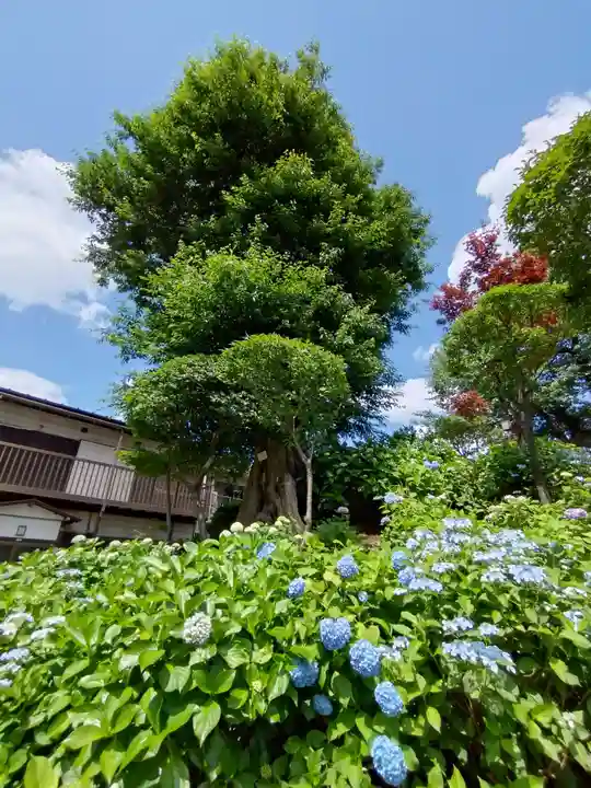 白山神社(東京都)