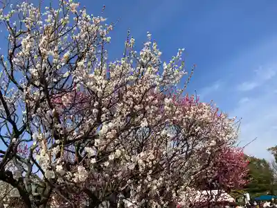 曽根天満宮の自然