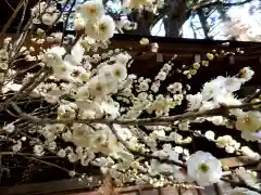 五所駒瀧神社(茨城県)