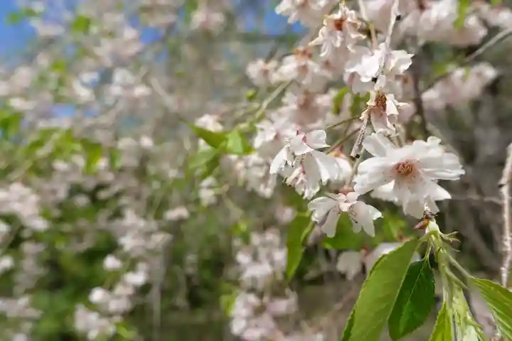 半木神社(賀茂別雷神社境外末社)の自然