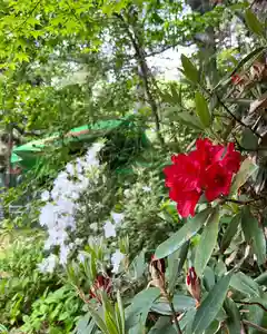 白石神社の自然(2024年05月30日(木) 15時34分23秒投稿)