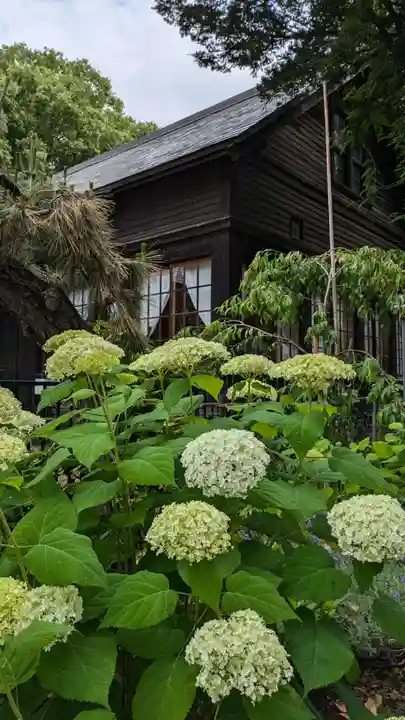 新琴似神社の自然