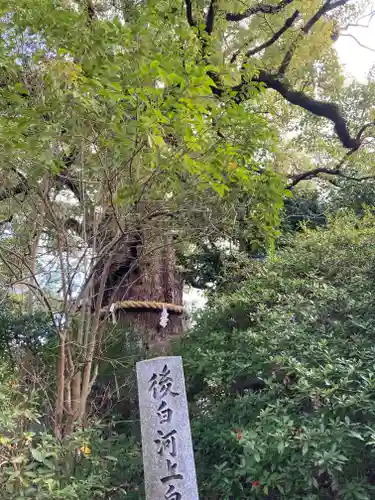 新熊野神社の自然