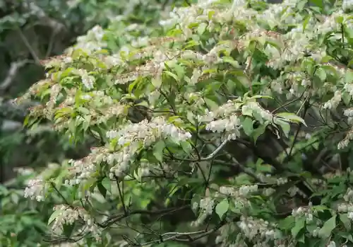 御寺 泉涌寺(京都府)
