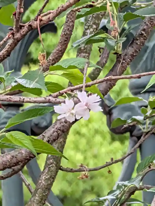 妙法寺(東京都)