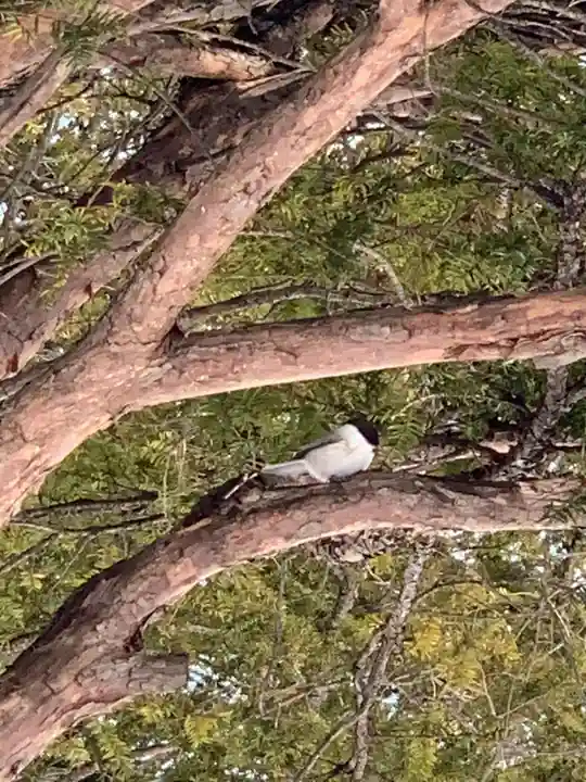 留辺蘂神社の自然