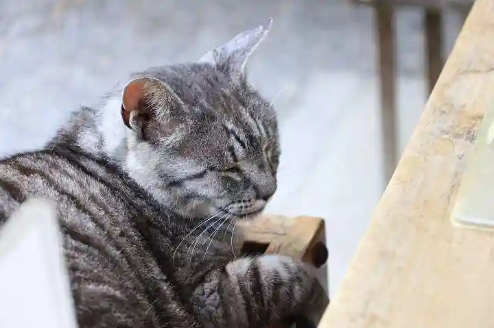 梅宮大社(京都府)