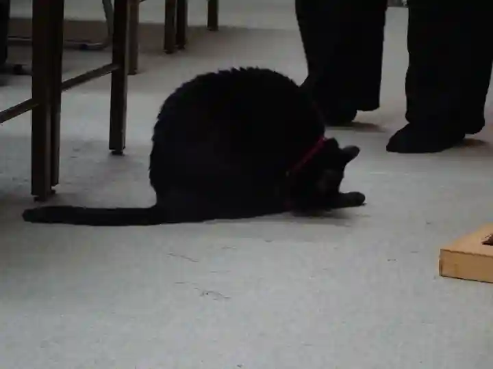 弥生神社の動物