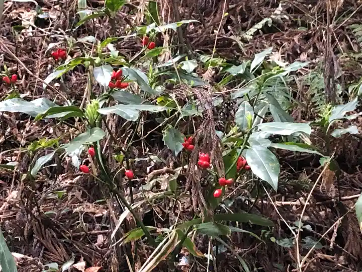 黄金山神社の自然