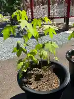 總社 和田八幡宮(福井県)