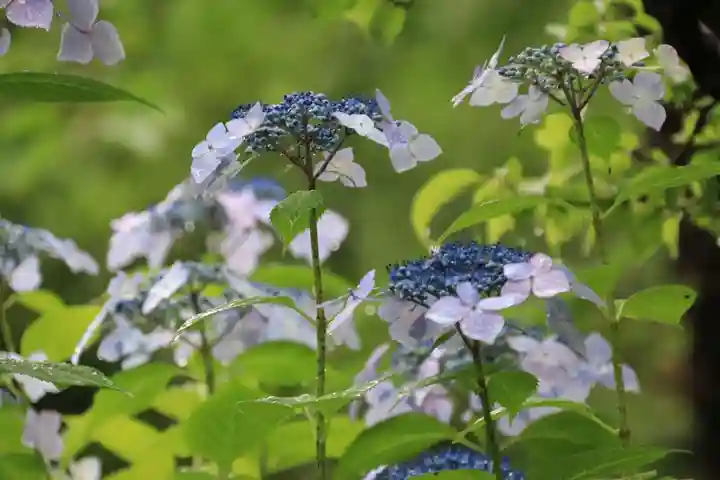 開成山大神宮の自然