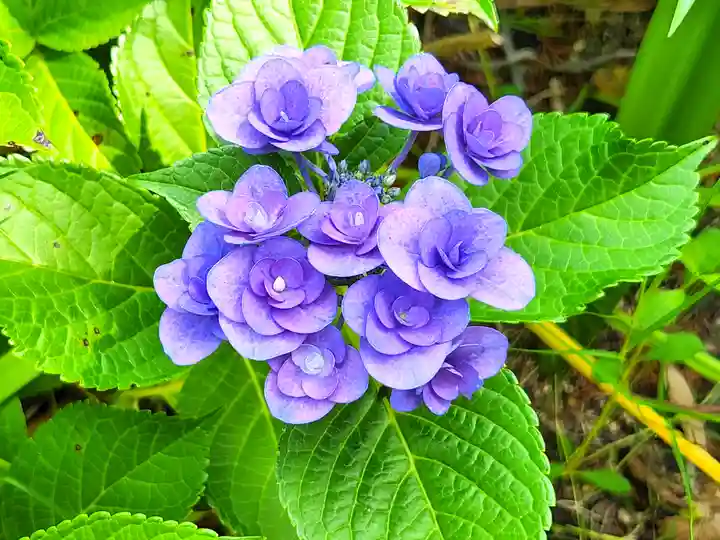 郷照寺(香川県)