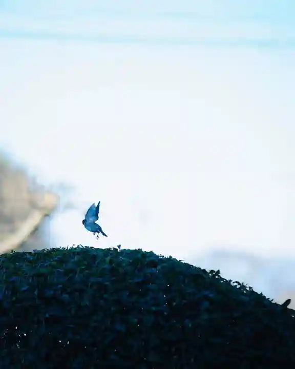 浄土寺(兵庫県)