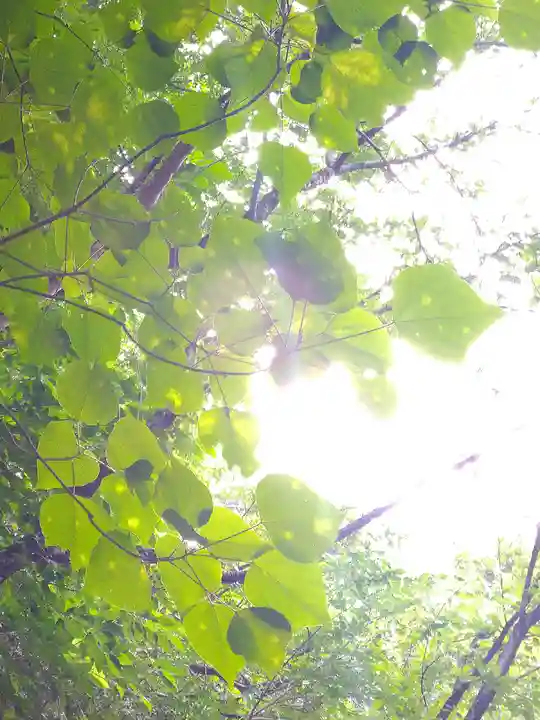 足高神社の自然