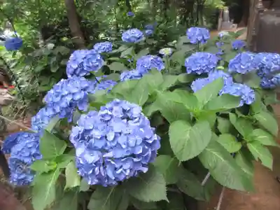 本土寺(千葉県)