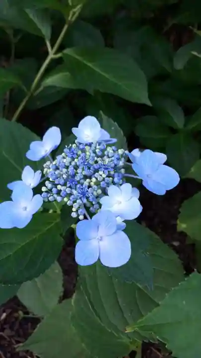 新琴似神社の自然