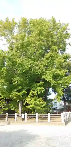 葛飾八幡宮の自然