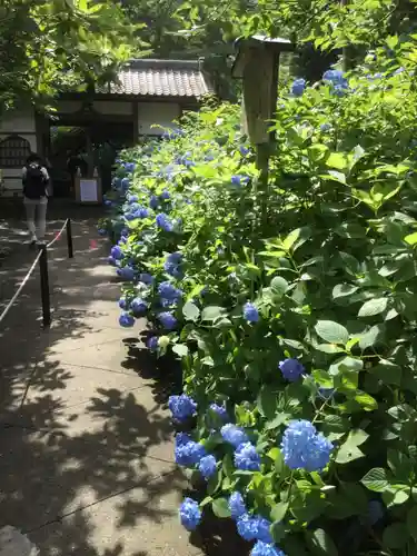 明月院の庭園