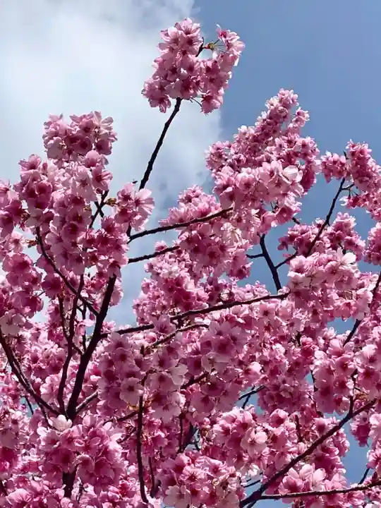 東寺(教王護国寺)(京都府)