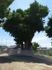 木留神社の自然