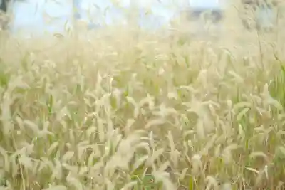 石切劔箭神社(大阪府)