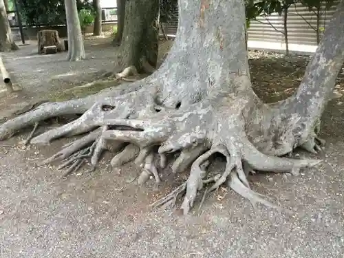 平塚神社の自然