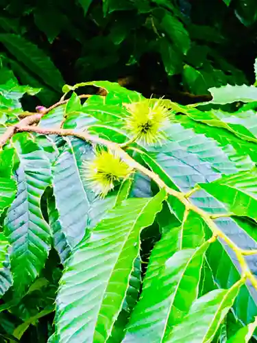 泊崎弘法大師堂の自然