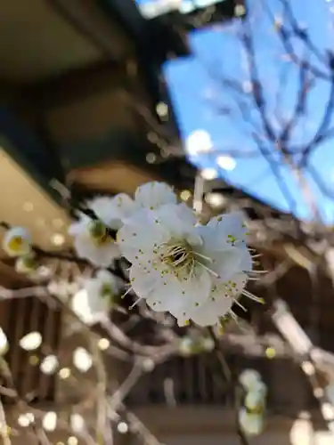 東郷神社の自然