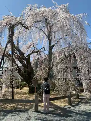 久遠寺の{uncategorized: "未分類", other: "その他", undefined: "問題あり", building: "その他建物", grave: "お墓", sacred_gate: "鳥居", guardian: "狛犬", statue: "像", buddha: "仏像", history: "歴史", nature: "自然", garden: "庭園", animal: "動物", pagoda: "塔", temizu: "手水舎", mountain_gate: "山門・神門", sanctuary: "本殿・本堂", subordinate: "末社・摂社", art: "芸術", scenery: "景色", jizo: "地蔵", ema: "絵馬", goshuin: "御朱印", omikuji: "おみくじ", items: "授与品その他", amulet: "お守り", goshuincho: "御朱印帳", eats: "食事", festival: "お祭り", votive_dance: "神楽", shichigosan: "七五三参", wedding: "結婚式", experience: "体験その他", initially: "初詣", around: "周辺", anti_infection: "感染症対策"}