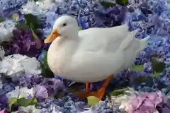 楽法寺（雨引観音）の動物