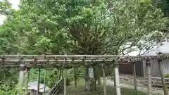 宝厳寺の自然