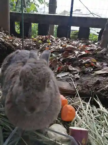 太子堂八幡神社の動物