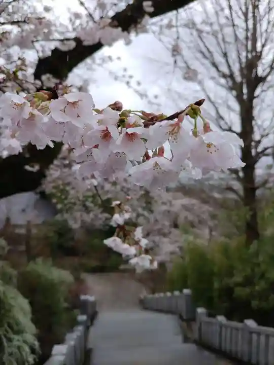 達磨寺(群馬県)