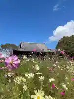般若寺 ❁コスモス寺❁(奈良県)