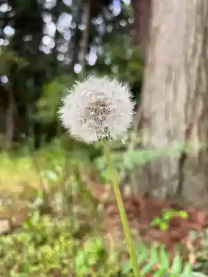 大宮温泉神社(栃木県)
