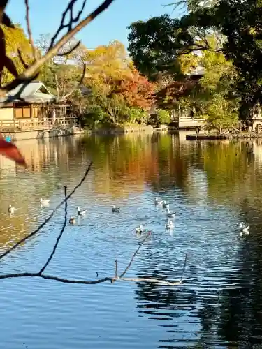 鶴岡八幡宮の動物