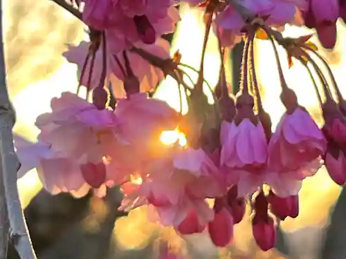 湯島天満宮(長野分社)の自然
