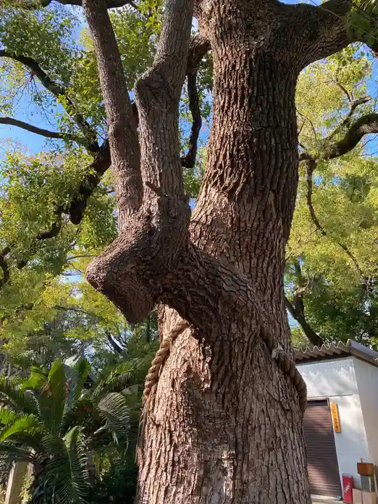諏訪神社の自然