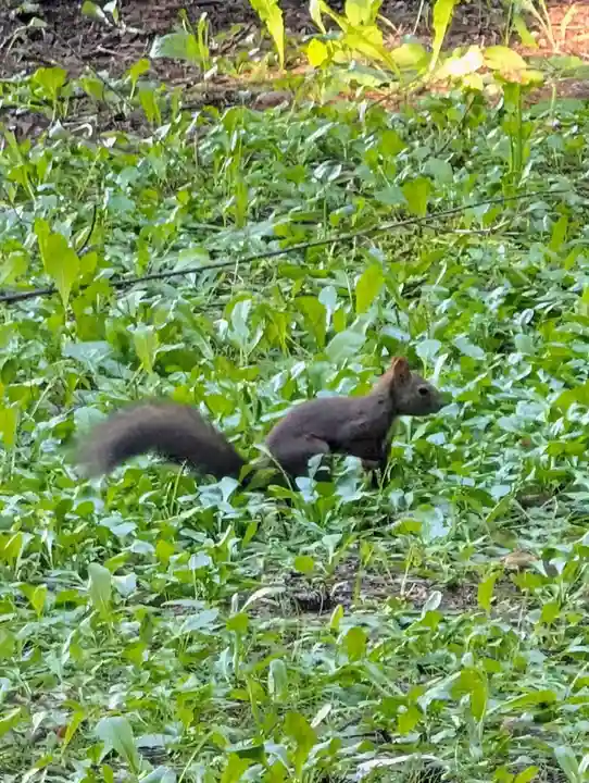 北海道神宮(北海道)