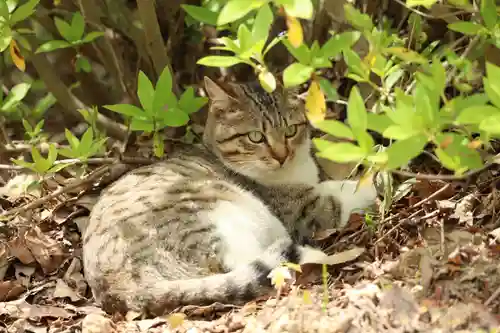 玉野御嶽神社(愛知県)