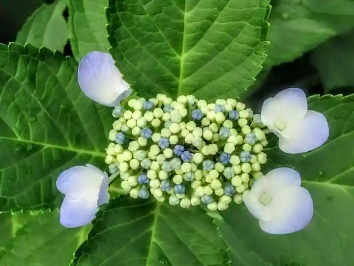 藤白神社の自然
