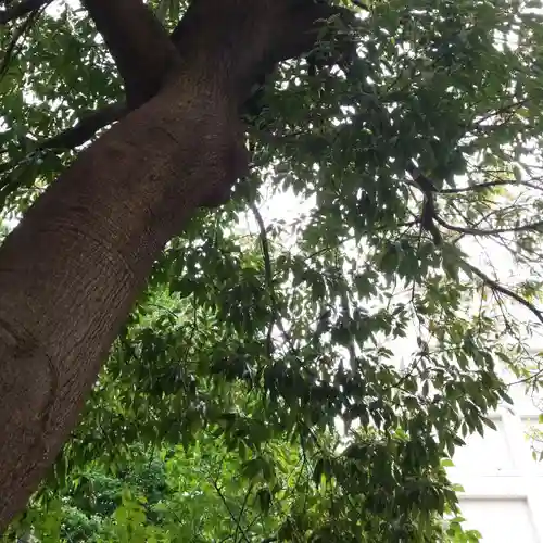 雷電稲荷神社の自然